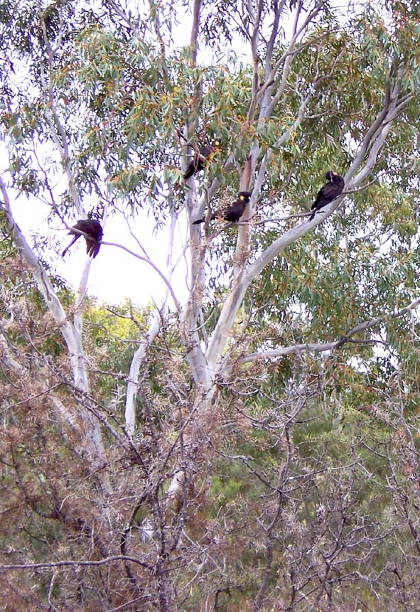 Black Cockatoos